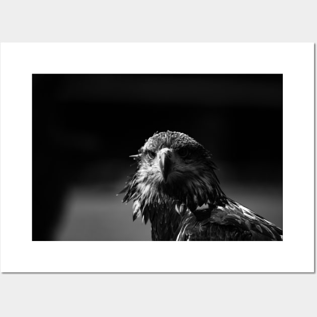 eagle head, black and white Wall Art by hottehue